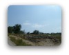 oak springs